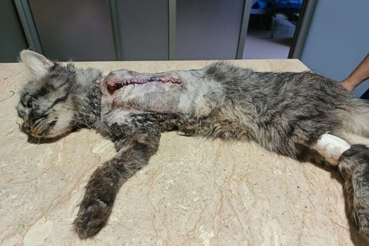 Pet Care Clinic Gallery Image 5