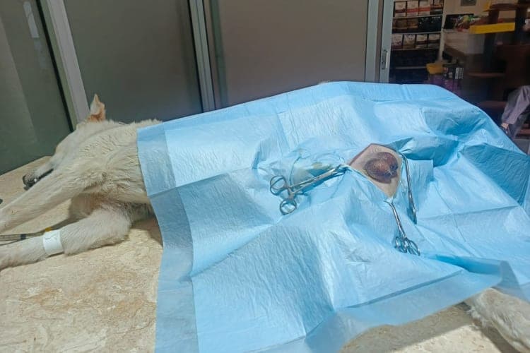 Pet Care Clinic Gallery Image 4