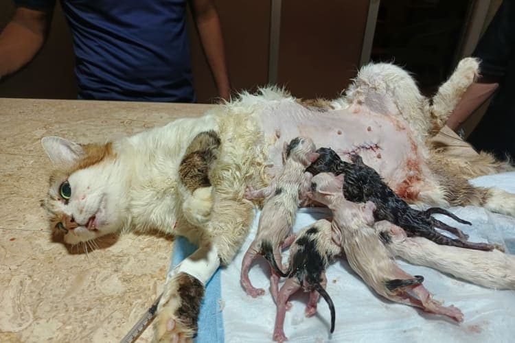 Pet Care Clinic Gallery Image 8