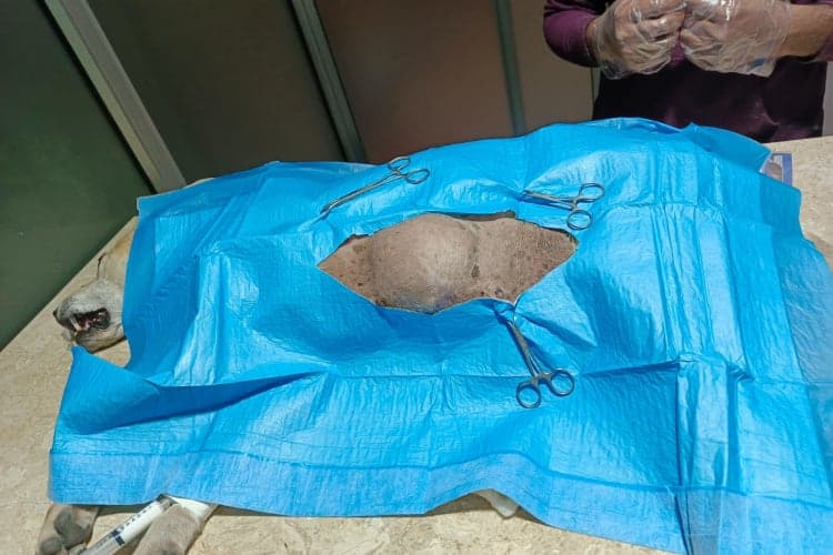 Pet Care Clinic Gallery Image 12
