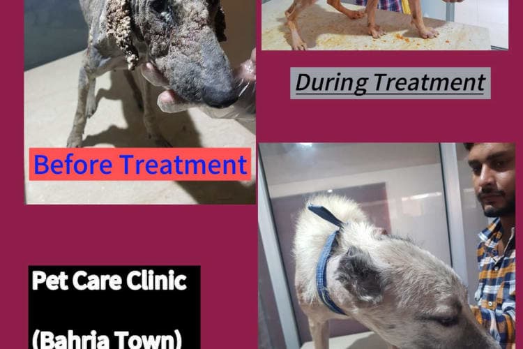 Pet Care Clinic Gallery Image 13